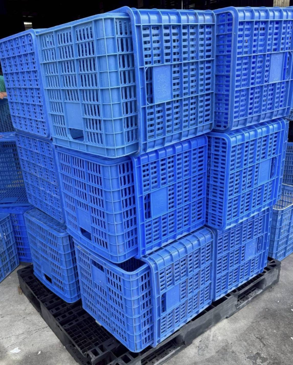 中古塑膠籃【A】TE077